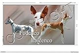 Pets-easy