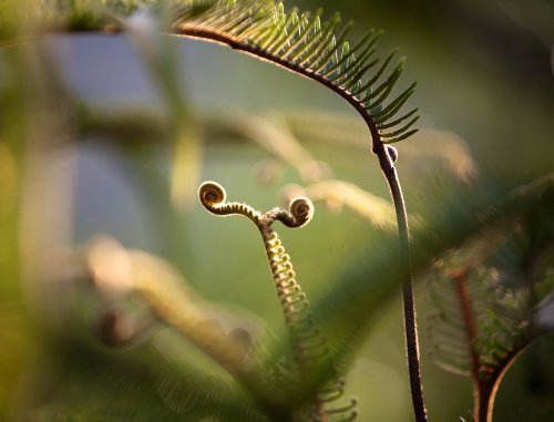 Pflanzenwelten - Die geheime Macht auf unserem