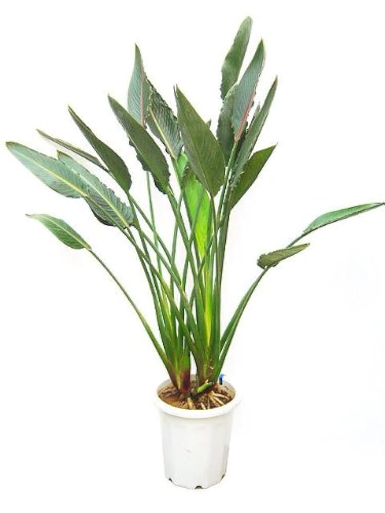 観葉植物 ストレリチア レギネ 10号 観葉植物 ストレリチア (ストレチア) レギネ 10号 プラスチック