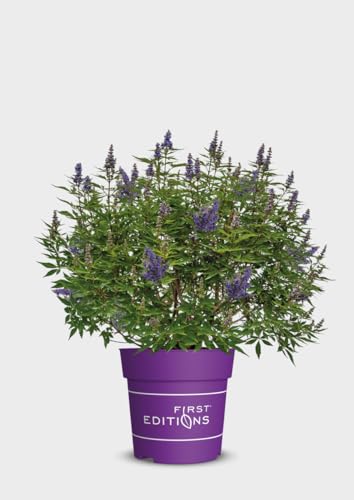 Vitex, Keuschbaum, Delta Blues, violette Blüten, Zierstrauch, pflegeleicht, winterhart, Gartenpflanze, dekorativ, duftend