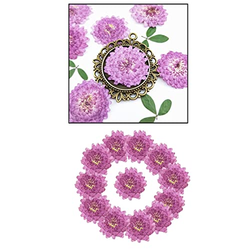 24 piezas de flores secas prensadas reales para arte DIY miniatura 2