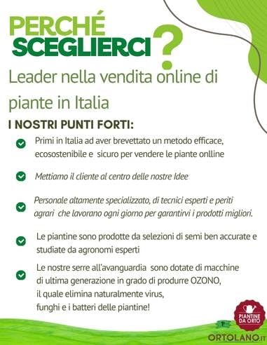 P. Piantine da Orto | Indivia Riccia, Pianta da Orto o Balcone Pronta al Trapianto, Kit da 9 Piantine, Pianta Vera da Esterno, Vivaio Italiano