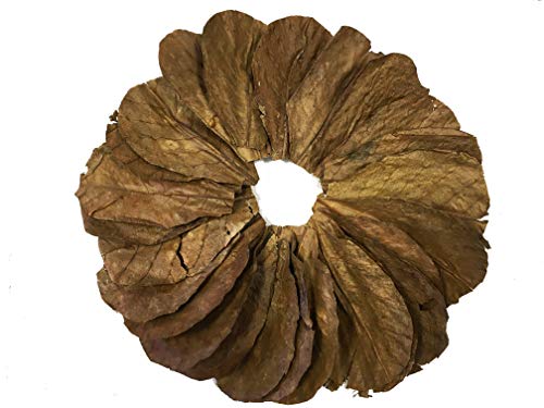 Image of Awesome Aquatic Betta & Shrimp Leaves 50 4 inch-6 inch Premium Catappa Indian Almond Leaves Natural Habitat Tannin Producing Improves Immunity, Easy to USE | Natural Catappa Indian almond leaves for bettas, shrimp & fish. Releases tannins for blackwater aquariums and habitats.