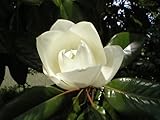 5 Seeds Magnolia Flower Seed Tree Bush White!rare!