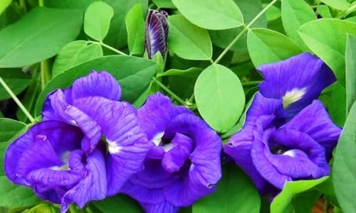 SEEDITO Mixed Seeds Double | Aparajita Multipetal Seeds | Butterfly Pea Seeds Mixed Color | Clitoria Ternatea Seeds (30 Per Packet)