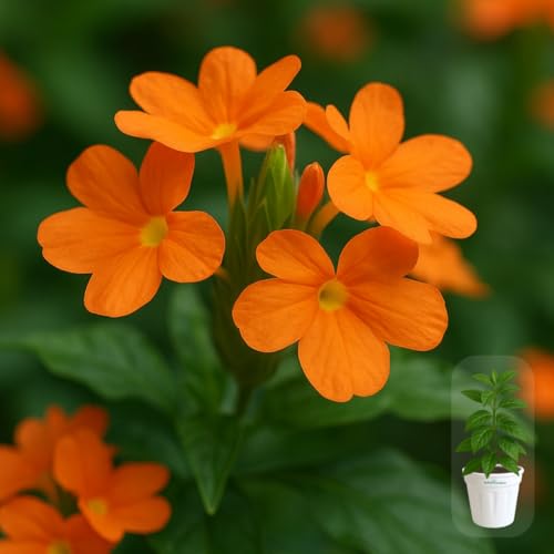 Image of Indian Gardens - Kanakambaram | Aboli | Priyadarsha | Flowering Crossandra | Pagoda Flower | firecracker flower | Live plant with pot (Red, 6 inch White)