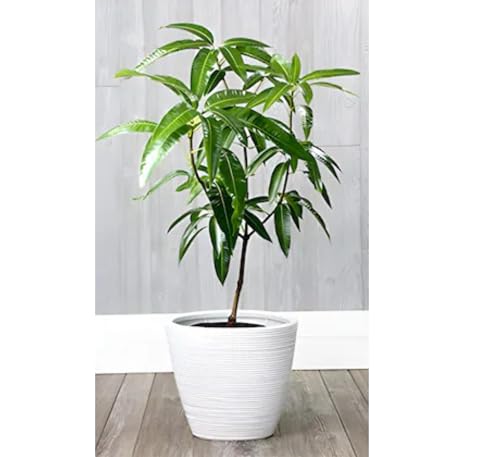 Image of sindhu Mango Tree Seedless Mango Plant For Home Garden