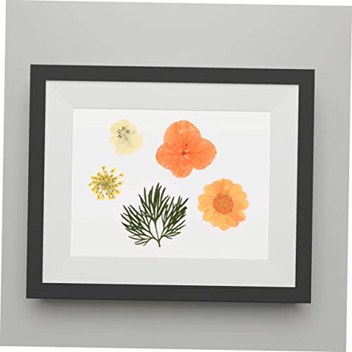 Flores prensadas secas naturales elegantes OSALADI 40 piezas miniatura 5