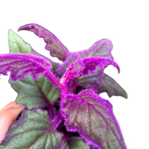 2 Gynura Aurantiaca Purple Passion Plants Live Indoor in 2.5 Inch Pot, Velvet Plant Live Houseplant, Purple Live Plant 2 Gynura Aurantiaca Purple Passion Plants Live Indoor in 2.5 Inch Pot, Velvet Plant Live Houseplant, Purple Live Plant