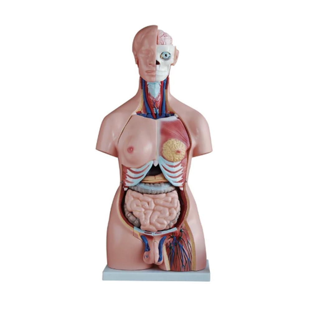 85CM Unisex Tułów 40 Części Medyczne Nauki Męski i Żeński Półtułów Model Anatomiczny Człowieka Symulator dla Studentów Medycyny