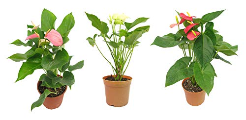 CAPPL Rare Exotic Anthurium Live Plants | Flamingo Flower Indoor Plants in Plastic Pot (3 Color Plants) For For Home, Gift, Living Room (B07FTC91SW) Amazon Price History, Amazon Price Tracker
