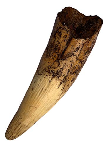 Spinosaurus Dinosaur Tooth Replica - 6.5