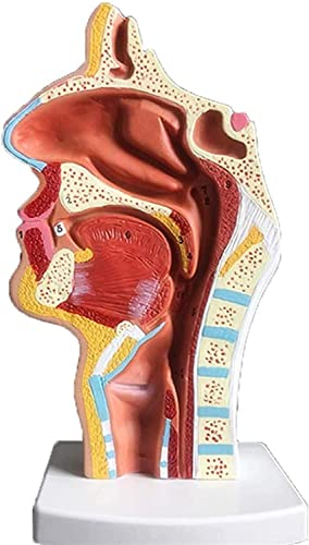 Anatomy Model, Educational Model Human Anatomical Nasal Cavity Throat ENT Anatomy Medical Teaching Educational Equipment Compatible with Medicine School Clinic Biology Classroom Study Learning Demonst