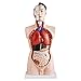 Produktbild Anatomie Körper Anatomisches Modell Torso Puppe mit Organe 85 cm Menschlicher Medizinsche Koerper Human Body Anatomy Model Lebensgroß mit 19 Teile MedMod