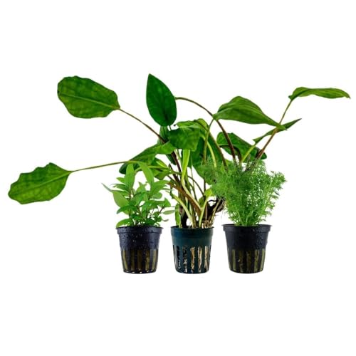 AquaOne Aquarium Pflanzen I 3X Wasserpflanzen I Einsteiger Aquarienpflanzen I Staurogyna Lagenandra Limnophila I Set mit 3 einfachen Aquariumpflanzen