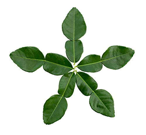 FRESH Kaffir Lime Leaves (100 grams) - USDA Certified - Large, Aromatic, Natural