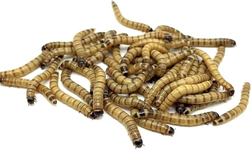 Superworm CO - 100ct Live Superworms - Large 1.75'-2'+ - Live Arrival Guaranteed* (100)