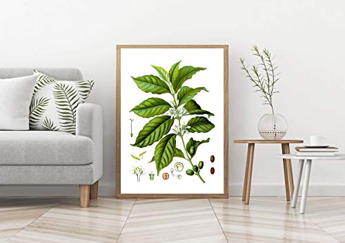 Cadeau pour les amateurs de café : affiche botanique WBOT124 décoration murale