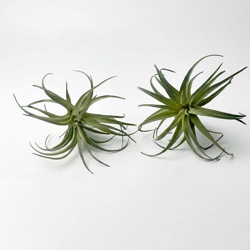 Chistylr Artificial Plants & Greenery 2Pcs Faux Decor Set Ultra Realistic Artificial Air Plants Artificial Bromeliad Plants No Care Faux Succulents for Home Garden Office Terrarium DIY Decor