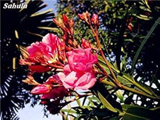 RIC Green of The Army: 100 Seeds/Bag hydroponics Orchid Seeds Seeds Seeds Bonsai Four sensions phalaenopsis Orchids in Bonsai for The Green Garden House: Only Seeds