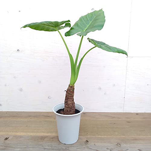 フローリングに飾られたクワズイモ