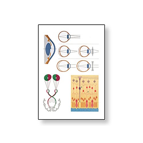 Image of 3B Scientific V2012M Eye II Physiology Wall Chart 84x118 cm,Grade: 1.62 inch Height, 1.62 inch Wide, 35 inch Length