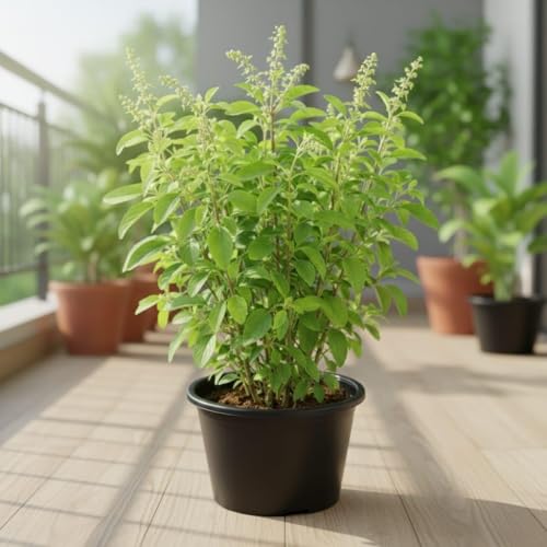 Live Real Ayurvedic Rama Tulsi Plant | Holy Basil (Ocimum tenuifl...