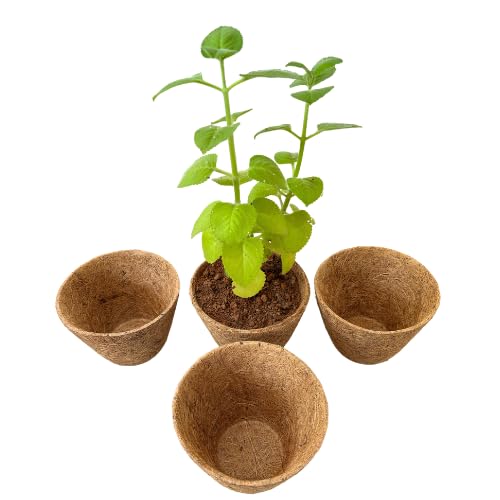 Large Coco Pot FH-8