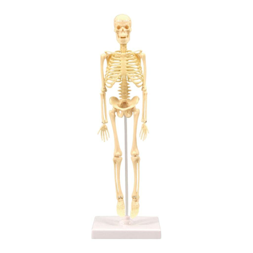 Yiju Human Body Mode,17 Pcs Removable Human Model,Human Torso Anatomy with Heart Viscera Skeleton Model for Kids Student Learning Tool,Education Display, Skeleton Models