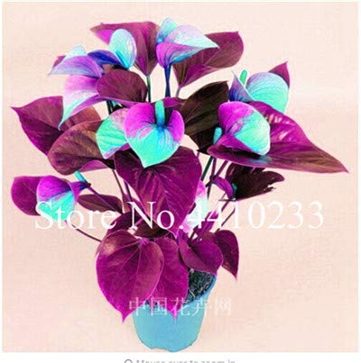 120pcs Seeds Rainbow Anthurium Andraeanum Linden Araceae Perennial Indoor  Evergreen | Desertcart Fiji