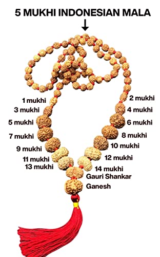 Mala Rudraksha de taille moyenne pour méditer au quotidien avec 1 à 14 Mukhi