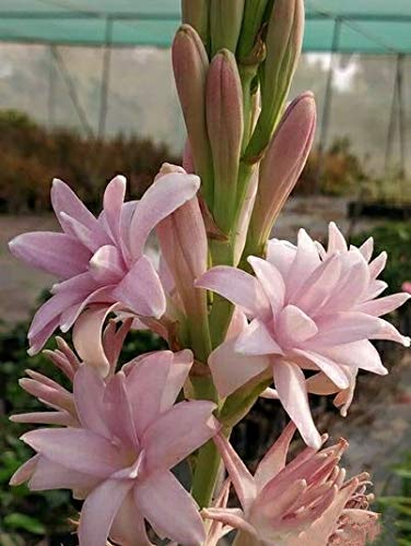 Imported pink double petal tuberose live plant bulb (B08NK2P7CL) Amazon Price History, Amazon Price Tracker
