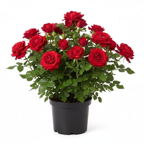 Image of Live Climbing Red Rose Plant with Plastic Pot, Creeping, Rambling, Ornamental, Vining, Fragrant, Trailing Flower (ROSE FLOWER PLANT) (FLOWER PLANT) (RED CLIMBING ROSE)
