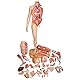 3B Scientific Menschliche Anatomie - Lebensgroße zweigeschlechtige Muskelfigur, helle Hautfarbe, 39-teilig + kostenlose Anatomie App - 3B Smart Anatomy