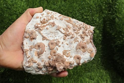 Image of Ammonites & Gastropods Plate Cretaceous Fossils Fossils from Morocco Fossil Rock ammonites Fossil from Morocco A193