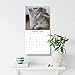 British Shorthair Cats 2026 Square Wall Calendar