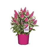 Perfect Plants Butterfly Candy Li'l Raspberry Butterfly Bush...