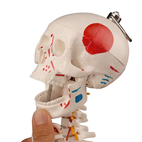 Image of Ultrassist Human Skeleton Model, 34 inch Half Life Size Skeleton Replica with Spinal Nerves, Muscle Insertion and Origin Points, Includes Joint Ligaments for Human Anatomy Study, Hanging Style