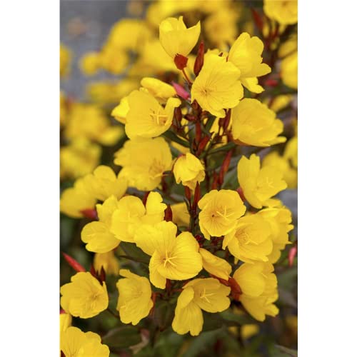 Oenothera tetragona 'Sonnenwende' (tetragona) - Garten-Nachtkerze...