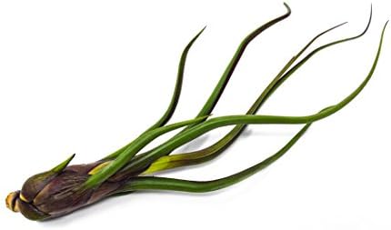 Baileyi Air Plant, Large Air Plants, Tillandsia Air Plants Live Houseplants, Live Indoor Plants for Air Plant Holder or Terrarium, Succulents Plants Live Plants, Giant Live Plant by Plants for Pets