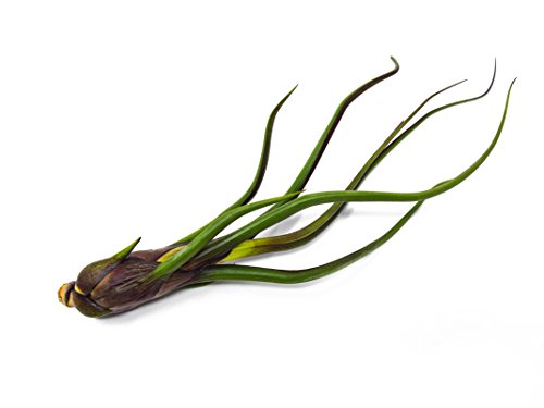 Baileyi Air Plant, Large Air Plants, Tillandsia Air Plants Live Houseplants, Live Indoor Plants For Air Plant Holder Or Terrarium, Succulents Plants Live Plants, Giant Live Plant By Plants For Pets #TOP3