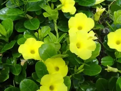 Cloud Farm Mandavilla Yellow Hybrid Live Plant CF04 (B0B8PM7T7W) Amazon Price History, Amazon Price Tracker