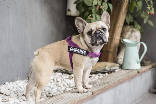 Julius-K9, IDC® Color & Gray® Beltgeschirr