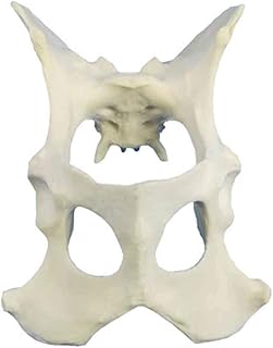 Dog Canine Pelvis Model, Medical Anatomical Canine Model, Animal Anatomical Model, for Schools and Laboratories - Veterinary Demonstration Training