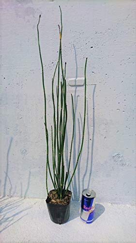 Amazon | トクサ 20potセット 10.5cmポット 木賊 | 鉢