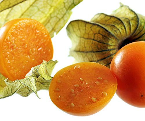 Andenbeere Schönbrunner Gold