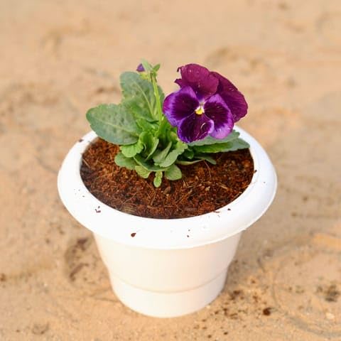 Bedroom Plants Pansy (any colour) in 6 Inch Plant Classy White Plastic Pot-image-38