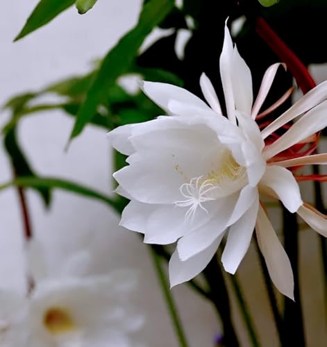 Image of Hidden Enterprise Orginal 1 Halthy Beautiful Live ''White Bharma Kamal Flawer''(Night queen) Tree Plant For Wonderful Home Garden Outdoor & Indoor Flower plant without pot