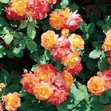 EdensField Rare Exotic Orange Climber Rose Flower Live Plant (2 Healthy Plants) (B07YG7SVVY) Amazon Price History, Amazon Price Tracker