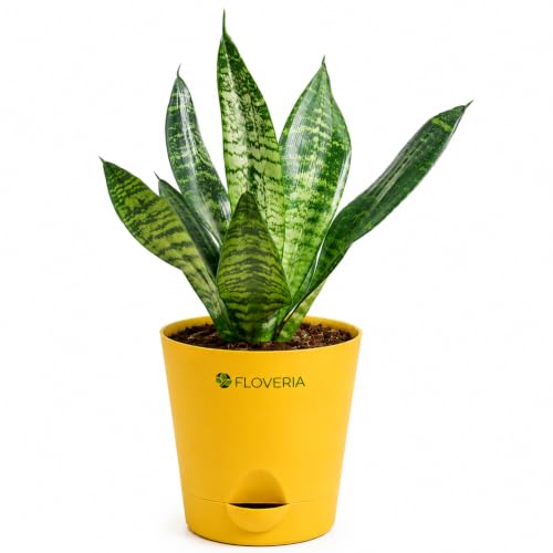 Image of Snake Plant Live Indoor with Pot | Air Purifying Indoor Plant | Low Maintenance House Plant for Home, Office & Bedroom | Sansevieria Live Plant for Home Decor & Gifting